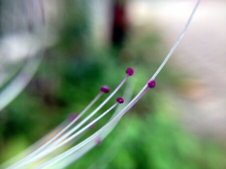 mustache of cat's whiskers