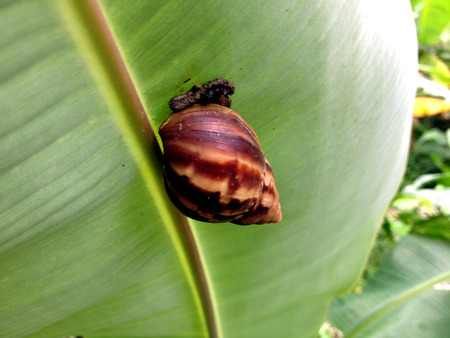 snail tree on leafの写真素材