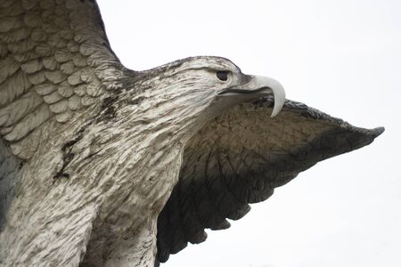 the Eagleの写真素材