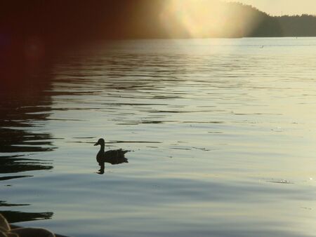 Bird at seaの素材