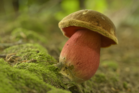Colourful mushroom in forest in the autumn in the Netherlandsの写真素材