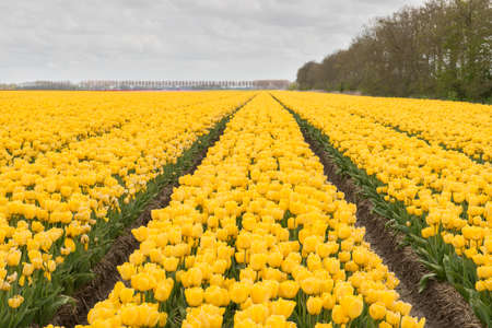 Tulips in the Dutch Noordoostpolderの写真素材