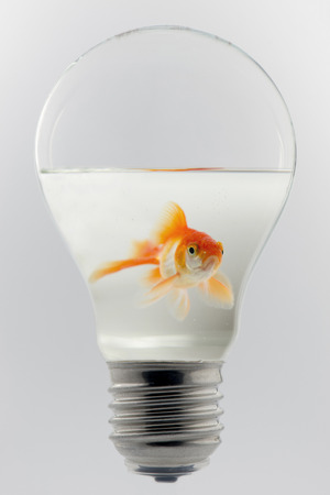 Concept of a goldfish in a light bulbの写真素材
