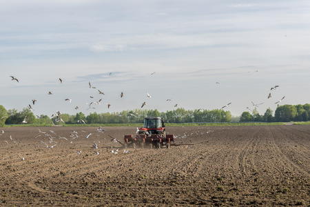 A red tractor plows the field Accompanied by dozens of seagullsの写真素材