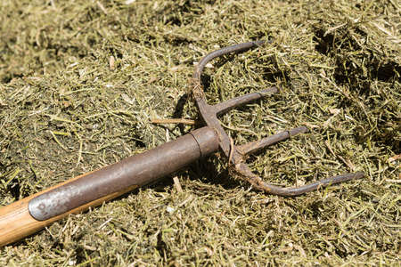 Traditional manure fork with four teeth for spreading of cattle feedの写真素材