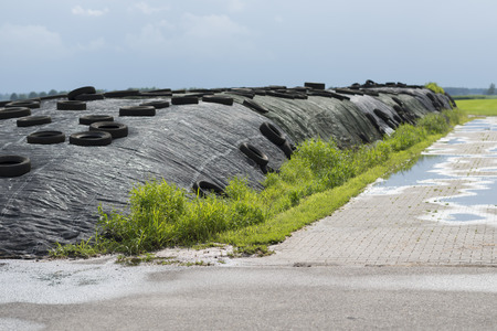Traditional Dutch ensilage on a dairy farm in the North of the Netherlands