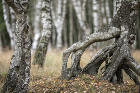 Vertical birch trunks in a birch forest with grass in the foregroundの写真素材