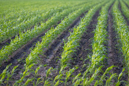 Farm field with young maize planting in the spring