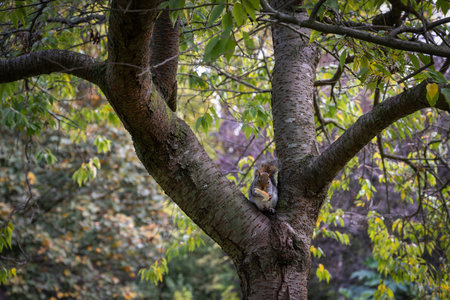 A tame squirrel on a branch in a tree with a piece of bread between its front legsの写真素材