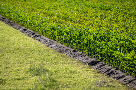 Pasture with an adjacent field of young maize in the spring in the Netherlandsの写真素材