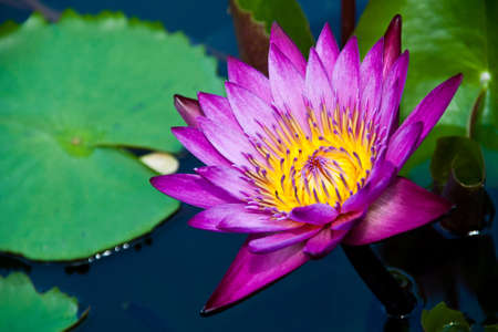 Purple lotus close up の写真素材