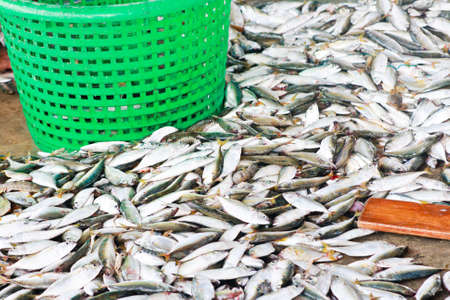 Fresh fish from sea market の写真素材