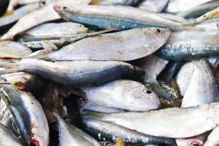 Fresh fish from sea marketの写真素材