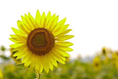 A big sunflower in the fieldの写真素材