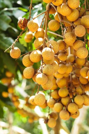Longan on the green tree の写真素材
