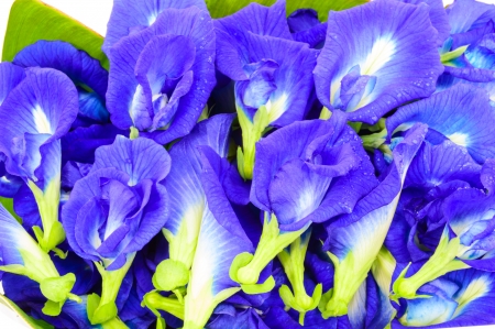 Clitoria ternatea known as the Butterfly Pea Flower, used for food coloringの写真素材