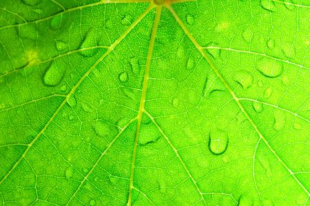 Closeup of green grape leaf texture for background の写真素材