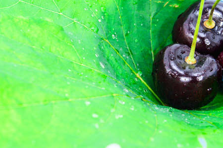 Ripe cherries on green leaf background の写真素材