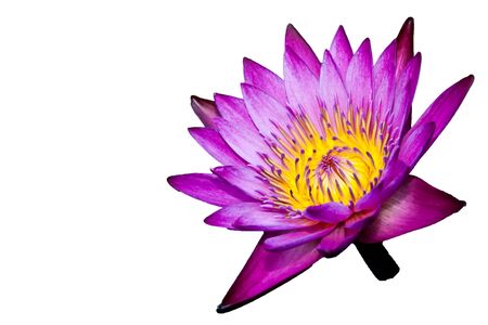 Pink water lily on white background, isolated with clipping path included.の写真素材