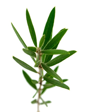 Willow tree leaves isolated on white background の写真素材