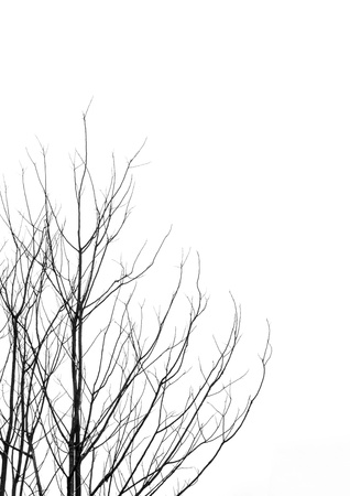 Leafless tree branches abstract background  Black and white の写真素材