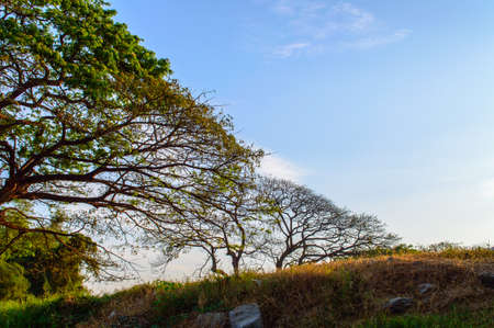 A beautiful rural summer landscape.の写真素材