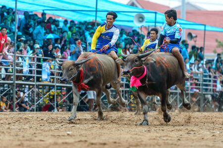 Chonburi - OCTOBER 07 : Participants buffalo racing festival runs in 143th Buffalo Racing Chonburi 2014 on October 07, 2014 in Chonburi, Thailand.のeditorial素材