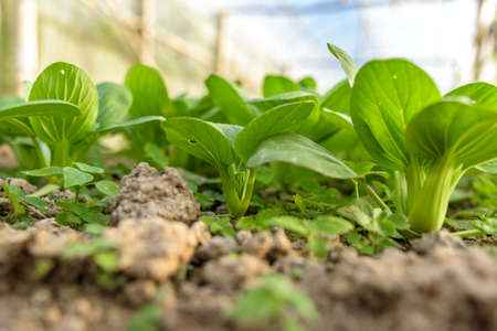 Chinese cabbage (bok choi) planted in greenhouse. (Organic vegetable garden for healthy cooking)の写真素材