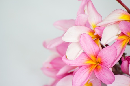 Frangipani isolated on white backgroundの写真素材