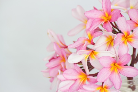 Frangipani isolated on white backgroundの写真素材