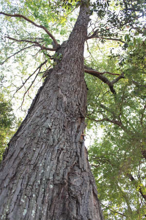 forest trees  nature green woodの写真素材