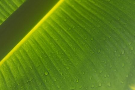 Abstract shot of banana leaf after the rainの写真素材
