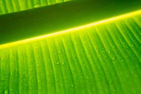 Abstract shot of banana leaf after the rainの写真素材