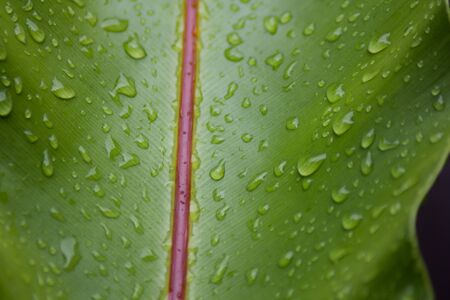 fern stalk with water dropの写真素材