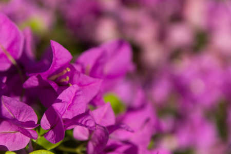Pink bougainvillea blooms soft focusの写真素材