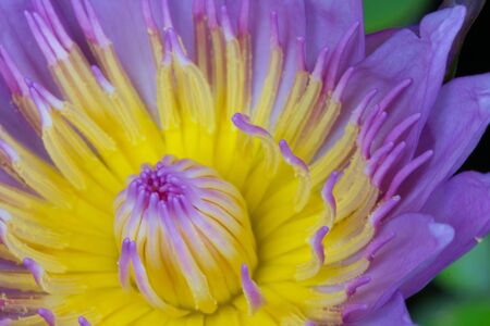 Lotus from Thailandの写真素材