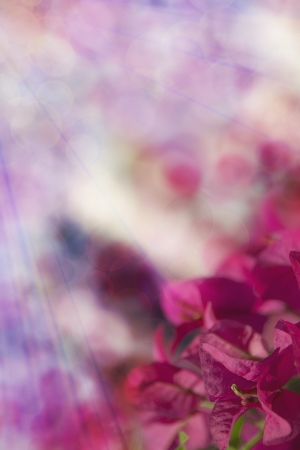 Beautiful abstract floral background with pink bougainvilleaの写真素材