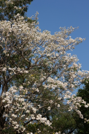 White flowers whith blue skyの写真素材