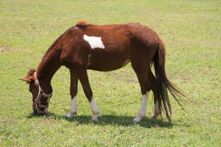 Young brown horse eating grassの写真素材