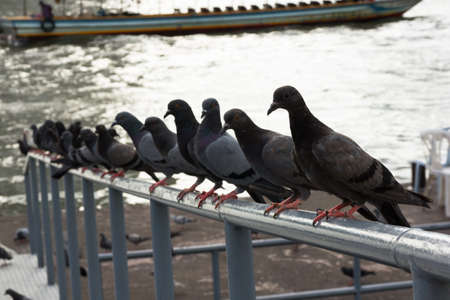 Pigeon at the pier river ,Thailand.の写真素材