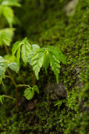 Moss and small tree on the rockの写真素材
