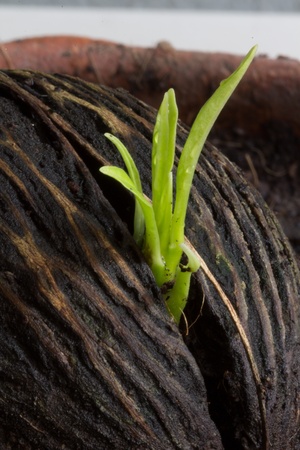 young plant growing from seedの写真素材