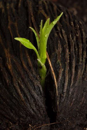 young plant growing from seedの写真素材