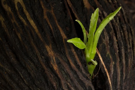 young plant growing from seedの写真素材