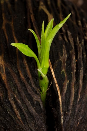 young plant growing from seedの写真素材
