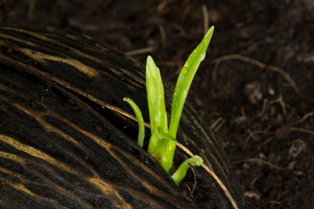 young plant growing from seedの写真素材
