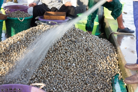 fisherman clean fresh cockles in fish market pierの写真素材