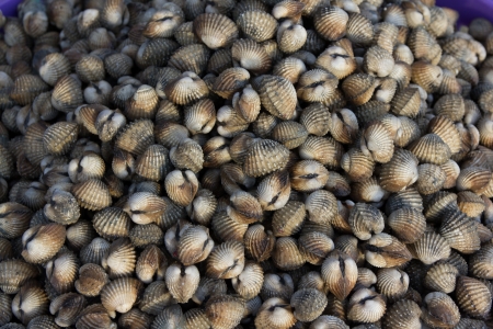 fresh cockles in fish market pierの写真素材