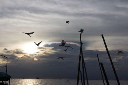 Seagulls in the sky eveningの写真素材