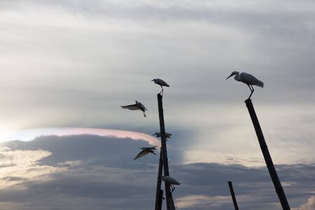 Seagulls in the sky eveningの写真素材